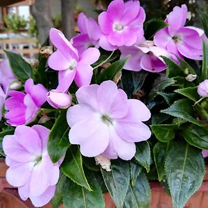 Domus Gratiae Bed & Breakfast Ostia Antica